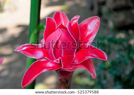 A pink tropical flower in the Mekong River Delta in South Vietnam near Vinh long.
