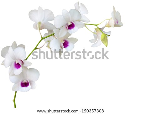 White orchid on white blackbackground