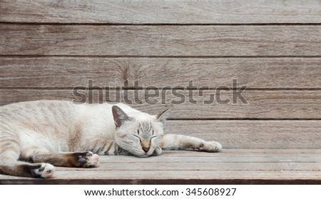 wallpaper kitten vintage Free Images, Cat & Stock Lying Vectors Down Images Royalty