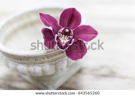 Orchid flower and green leaves background in garden. Orchid is considered the queen of flower in Thailand.
