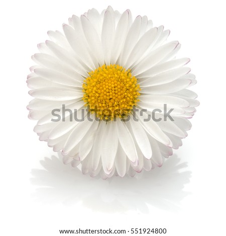 Beautiful single daisy flower isolated on white background cutout