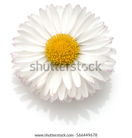 Beautiful single daisy flower isolated on white background cutout