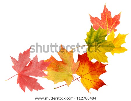 Autumn leaves decorative