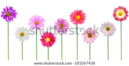 beautiful colorful chrysanthemum (aster flowers) isolated - stock photo