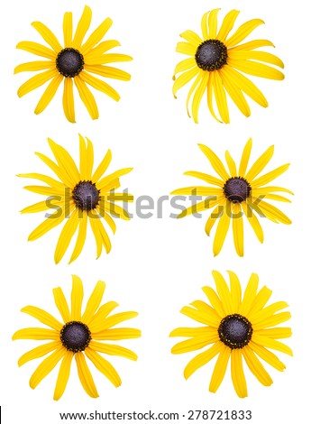 Black-eyed Susan Stock Images, Royalty-Free Images & Vectors | Shutterstock