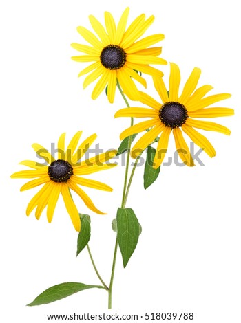 Black-eyed Susan Stock Images, Royalty-Free Images & Vectors | Shutterstock
