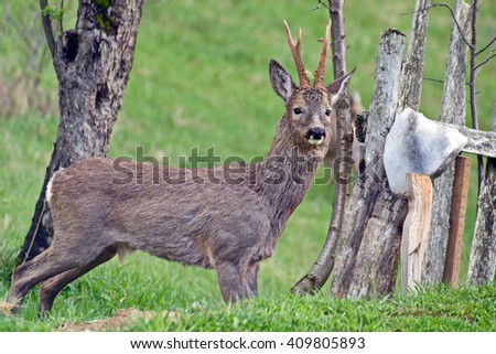 Buck lick creek lounger Opinion Buck lick creek lounger confirm