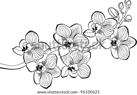Orchid branch isolated on white background. Vector Illustration