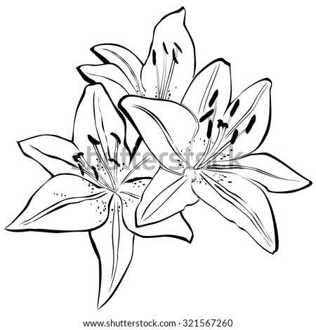 Vector Illustration Lily Black White Colors Stock Vector 96114632 ...