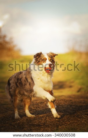 running with australian shepherd puppy australian shepherd on background autumn landscape stock photo running with australian shepherd puppy australian shepherd on background autumn landscape stock photo
