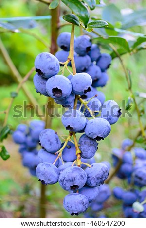 Blueberry Bush Stock Images, Royalty-Free Images & Vectors ...