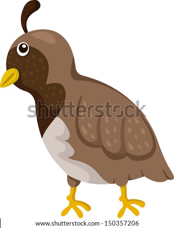 Illustrator Quail Stock Vector 150357206 - Shutterstock