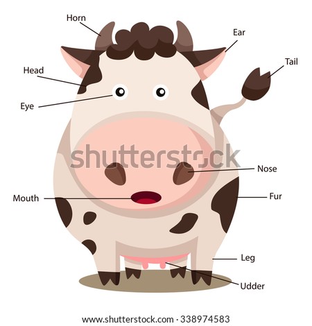 Illustrator Cow Body Part Stock Vector 338974583 ...