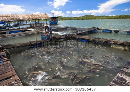 BA RIA VUNG TAU, VIETNAM. JUNE 7, 2013. A view of man's feeding cobia on farming at middle day. BA RIA VUNG TAU, VIETNAM, JUNE 7, 2013.