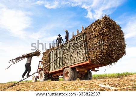 TAY NINH, VIETNAM. NOVEMBER 30, 2013. A view of people loading sugar cane on truck in tay ninh, vietnam.