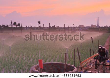 LY SON ISLAND-QUANG NGAI-VIETNAM. APRIL 26,2014. A view of onion farm on early morning in LY SON ISLAND - QUANG NGAI-VIETNAM