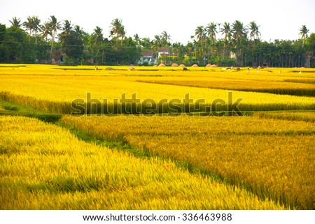 QUANG NGAI-VIETNAM. APRIL 22, 2014. A view of rice field in the afternoon.