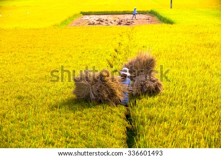 QUANG NGAI, VIETNAM. APRIL 23, 2014. A view of rice field in harvest season.