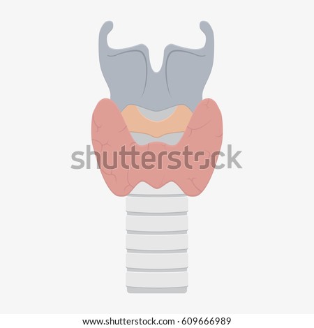 Human Larynx Anatomy Flat Vector Stock Stock Vector 609666989 ...