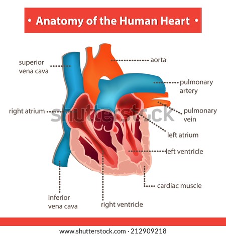 Pathway Blood Flow Through Heart Stock Illustration 76386163 - Shutterstock