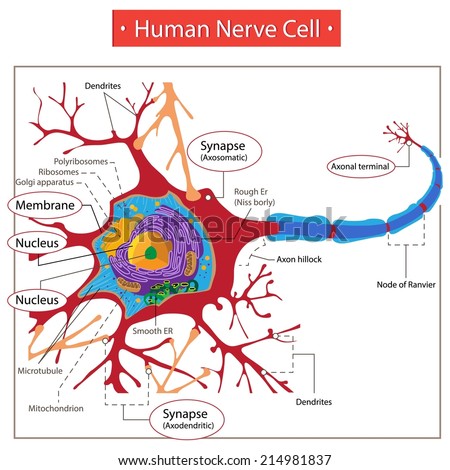 Human Nervous System Stock Images, Royalty-Free Images & Vectors