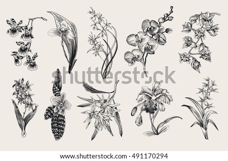 Exotic orchid set. Botanical vector vintage illustration. Design elements. Black and white