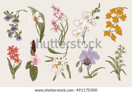 Exotic orchid set. Botanical vector vintage illustration. Design elements. Colorful.