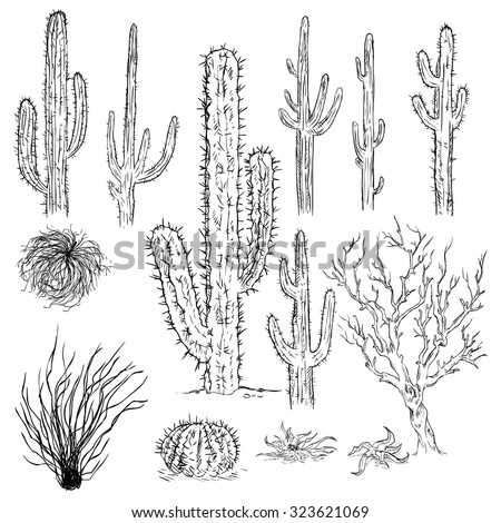 Vector Set Sketch Cactuses Desert Plants Stock Vector (Royalty Free