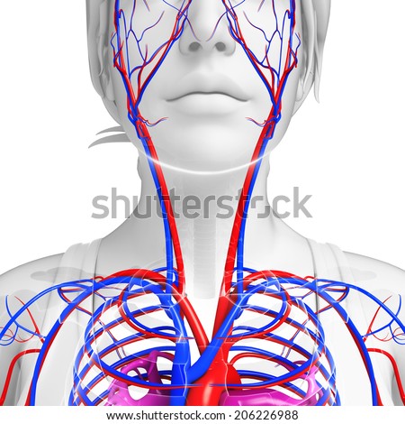 Neck Veins Stock Images, Royalty-Free Images & Vectors | Shutterstock