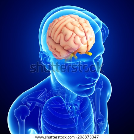 Pineal Gland Stock Images, Royalty-Free Images & Vectors | Shutterstock