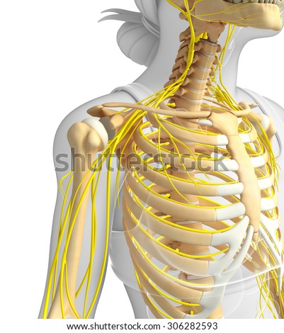 Spinal Cord Anatomy Stock Images, Royalty-Free Images & Vectors