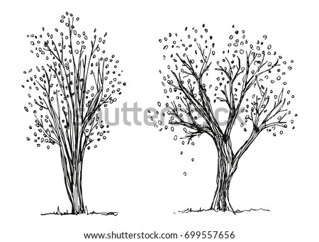 Trees Autumn Hand Drawing Vector Foliage Stock Vector 699557656