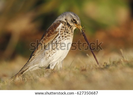 the early bird catches the worm essay the early bird catches the worm essay