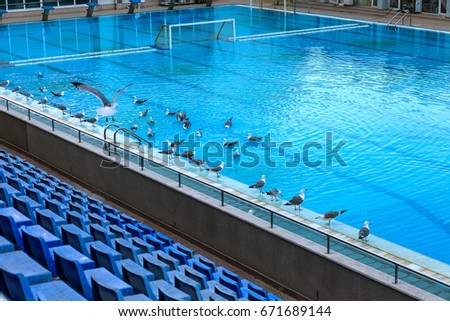 Seagulls In Waves Stock Images Royalty Free seagulls in waves stock images royalty free