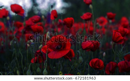 Poppy Stock Images, Royalty-Free Images & Vectors | Shutterstock