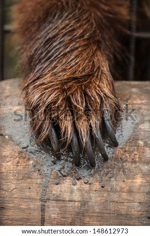 Bear Paw Stock Images, Royalty-Free Images & Vectors | Shutterstock