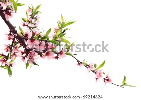 Spring peach blossom isolated on white