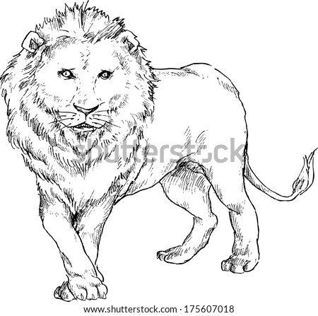 Hand Drawn Lion Head Stock Vector 138613076 - Shutterstock