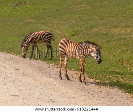 Zebra Mating Stock Photo 105600575 - Shutterstock