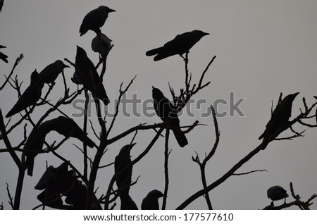 Three black crows sat on a tree