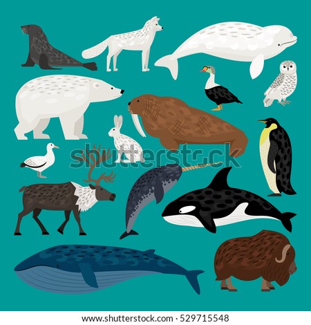 Set Cartoon Arctic Antarctic Animals Vector Stock Vector 356215688 ...