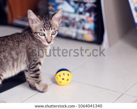 Bikini booty boot camp Asian cat young