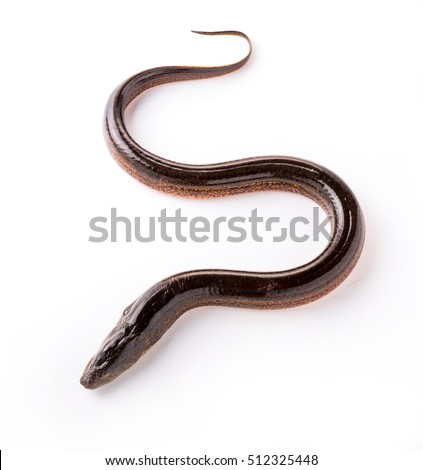 Eel Stock Photos, Royalty-Free Images & Vectors - Shutterstock