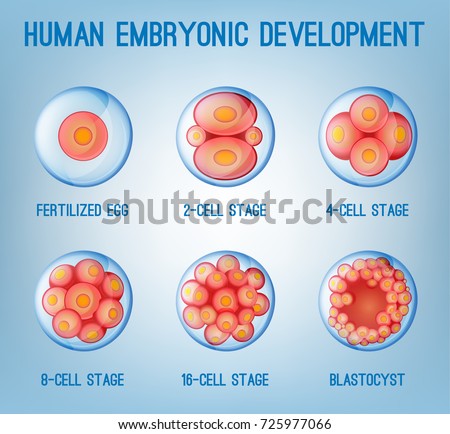 Embryo Development Image Human Fertilization Scheme Stock Vector ...