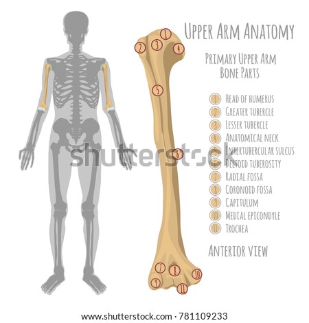 Human Upper Body Stock Images, Royalty-Free Images & Vectors | Shutterstock