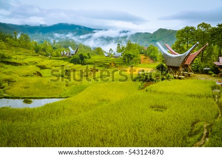 Photo of fields of grass and morning fog in forest near village with traditional tongkonans in Toraja region in Sulawesi, Indonesia.