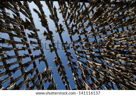 Cods at the drying racks, Lofoten, Norway