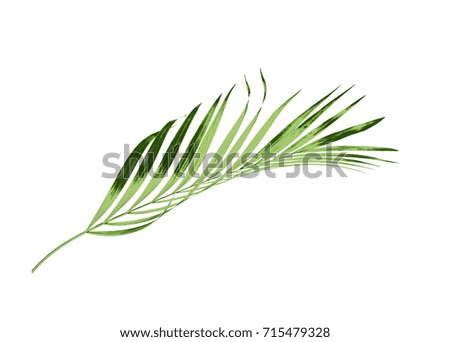 Beautiful Palm Leaves Isolated On White Foto Stock 514132063 - Shutterstock