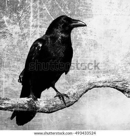 Black Ravens Corvus Corax Moonlight Scary Stock Photo 406517773 ...