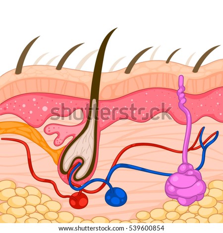 human skin hair structure anatomical sign stock vector 121646728 human skin hair structure anatomical sign stock vector 121646728 human skin hair structure anatomical sign stock vector 121646728 human skin hair structure anatomical sign stock vector 121646728